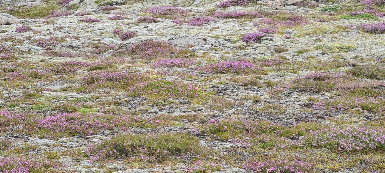 Guesthouse Stekkatun Skálafell Exteriör bild