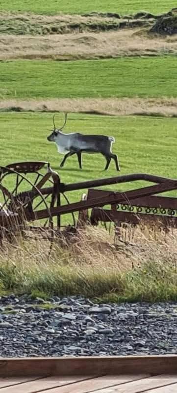 Guesthouse Stekkatun Skálafell Exteriör bild